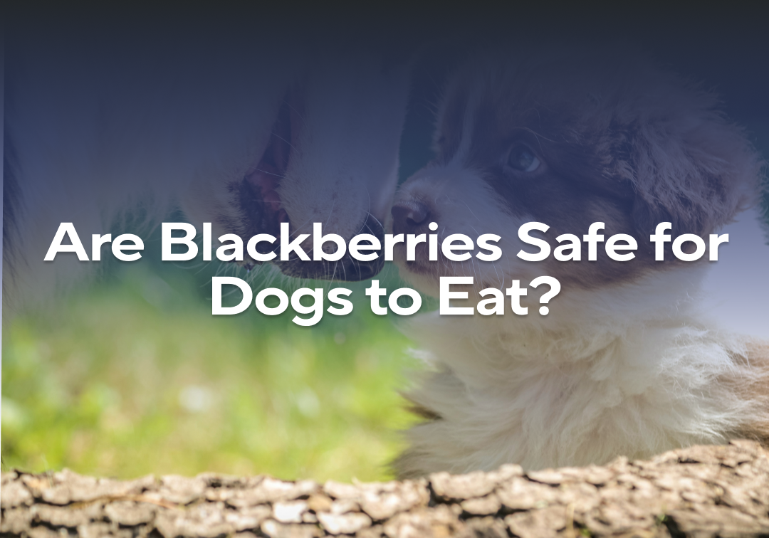Are Blackberries Safe For Dogs To Eat Impact Dog Crates preview