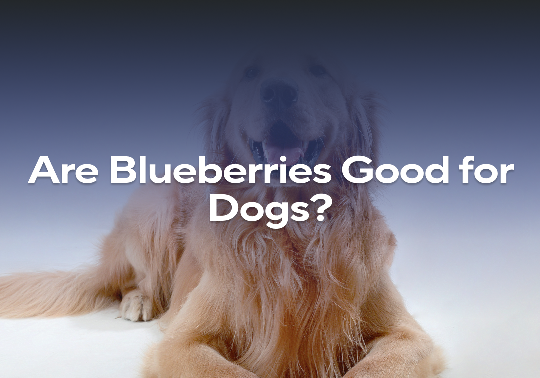Visual Reference: Are Blueberries Good For Dogs