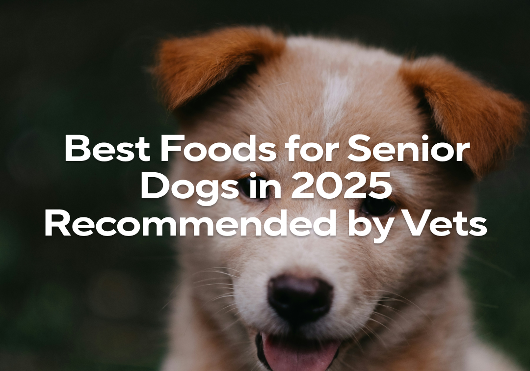 Photo inspiration: Best Foods For Senior Dogs In 2025 Recommended By Vets Photo Inspiration
