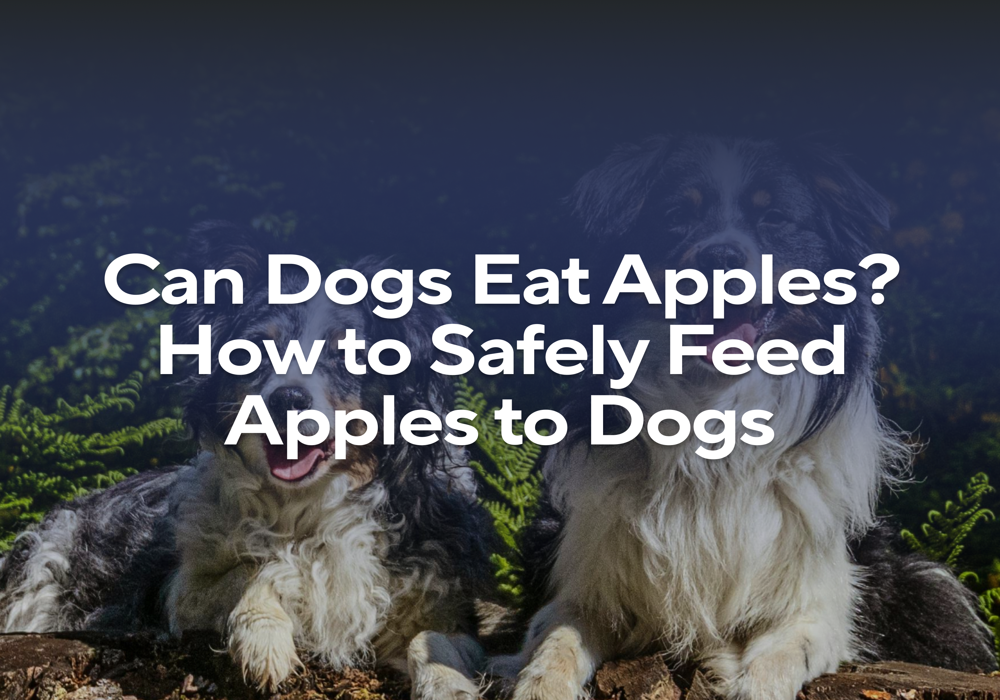 Visual Reference: Can Dogs Eat Apples How To Safely Feed Apples To