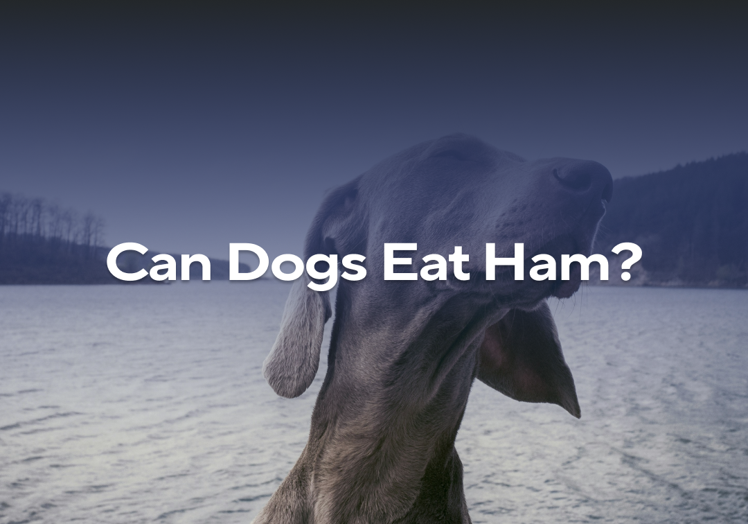 Can Dogs Eat Ham? – Impact Dog Crates, image size:1080x756