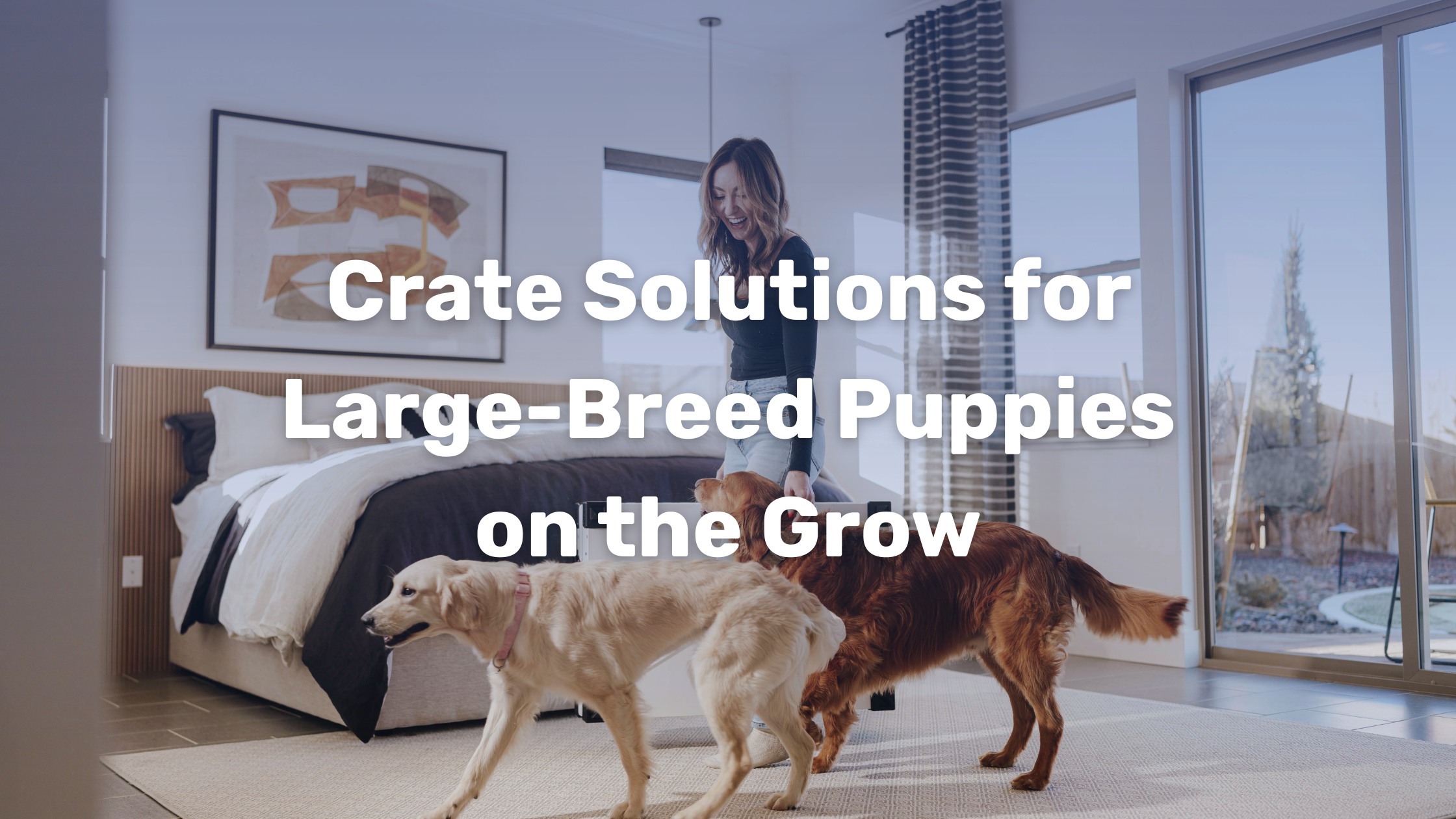 Picture of Crate Solutions for Large-Breed Puppies on the Grow – Impact Dog Crates