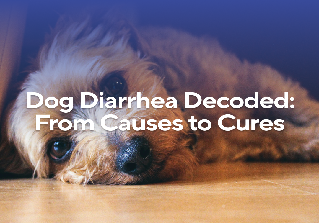 View of Dog Diarrhea Decoded: From Causes to Cures – Impact Dog Crates