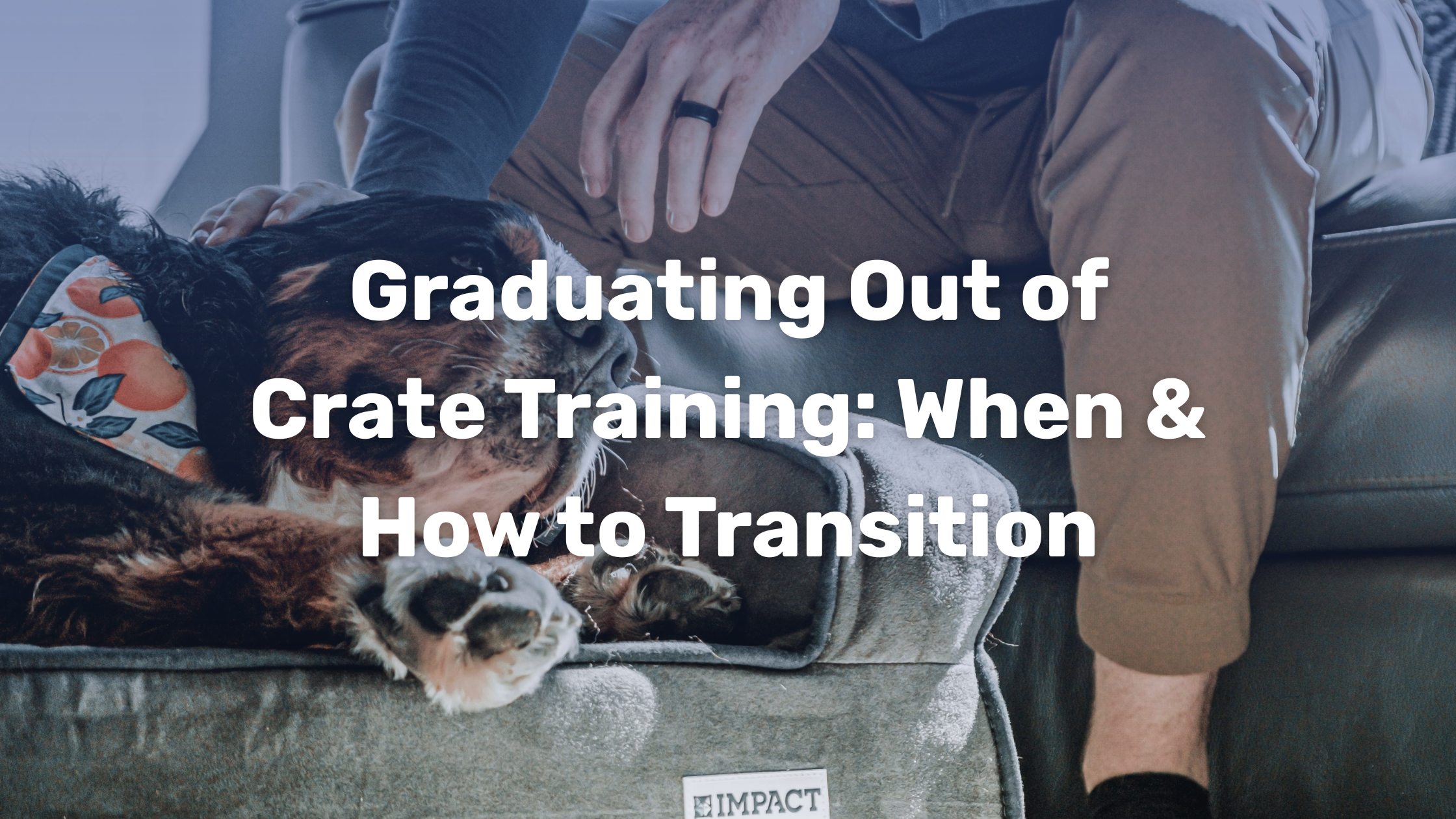 Curated visual reference: Graduating Out Of Crate Training When How To Transition Photo Inspiration