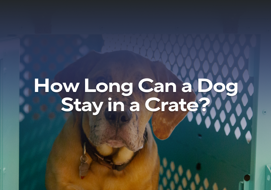 How Long Can a Dog Stay in a Crate Impact Dog Crates