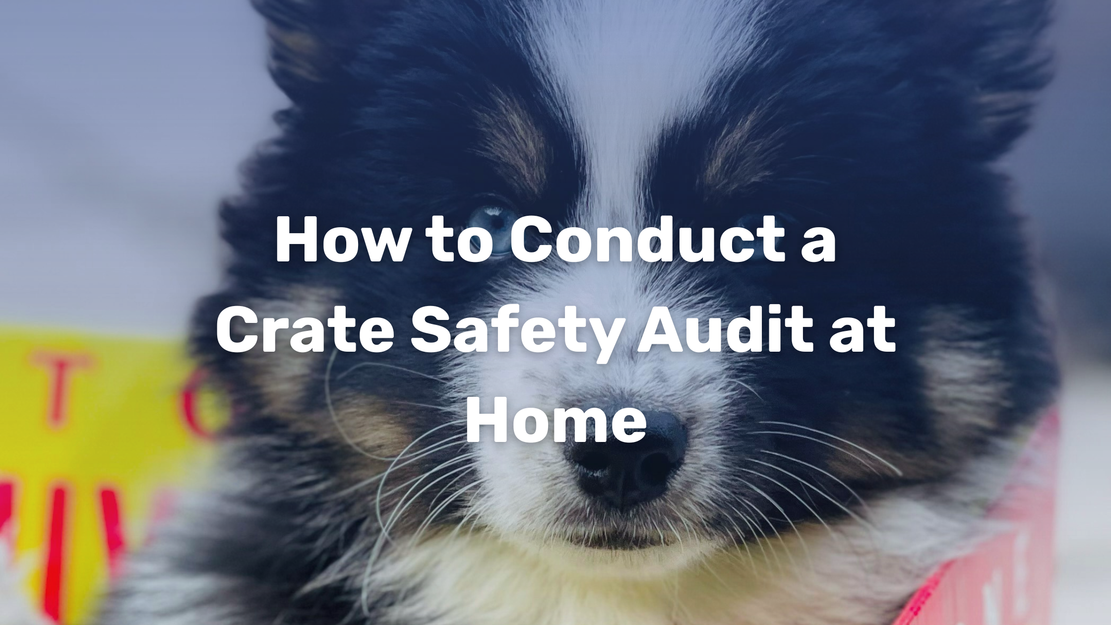 Image showcasing How to Conduct a Crate Safety Audit at Home – Impact Dog Crates