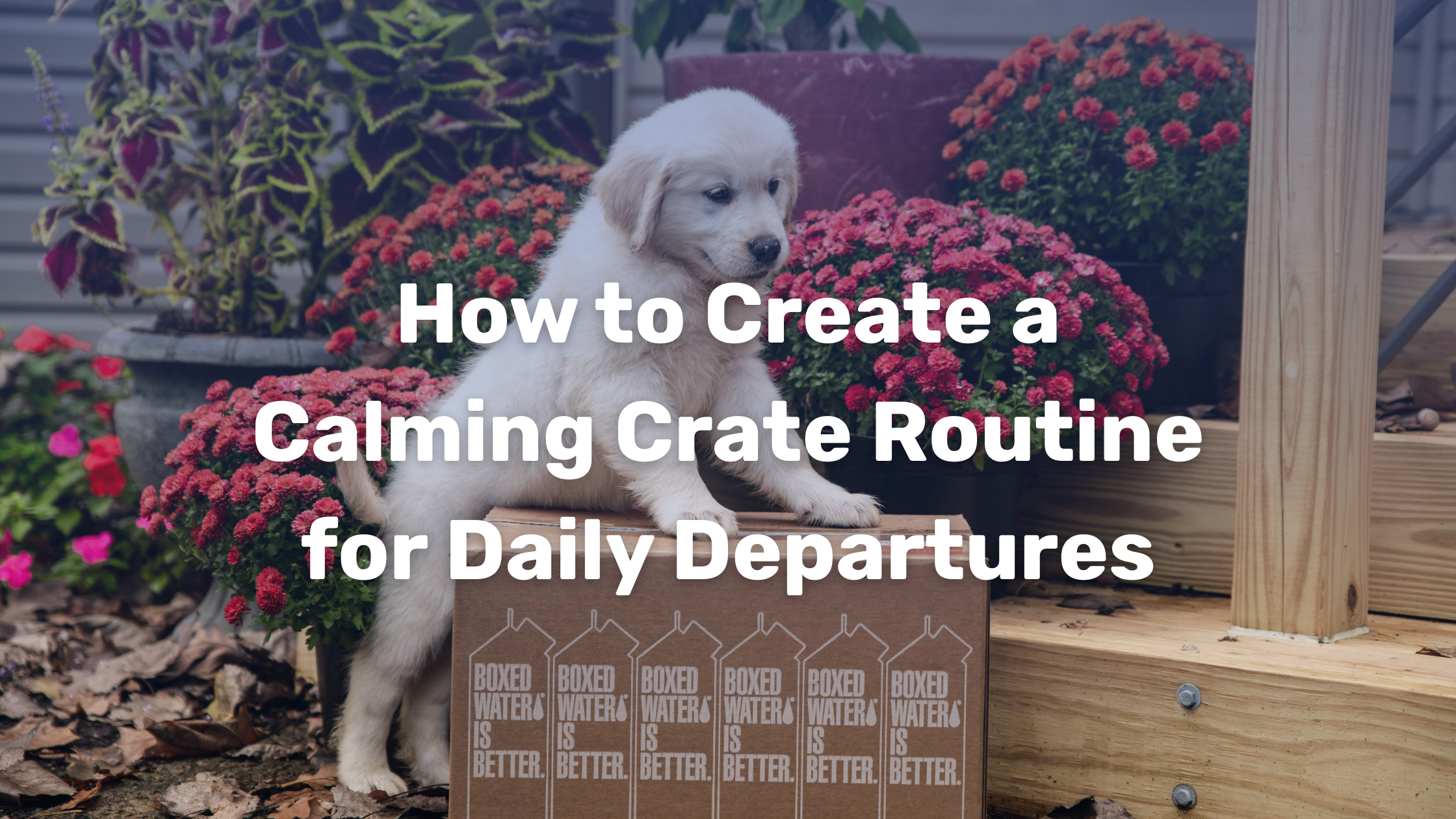 How To Create A Calming Crate Routine For Daily Departures Photo Inspiration