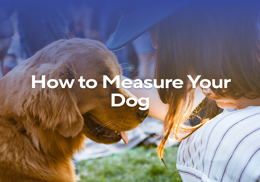 Curated visual reference: How To Measure Your Dog For The Crate Reference: How To Measure Your Dog