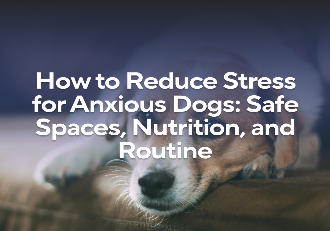 Photo inspiration: Gallery Detail: How To Reduce Stress For Anxious Dogs Safe Spaces Nutrition