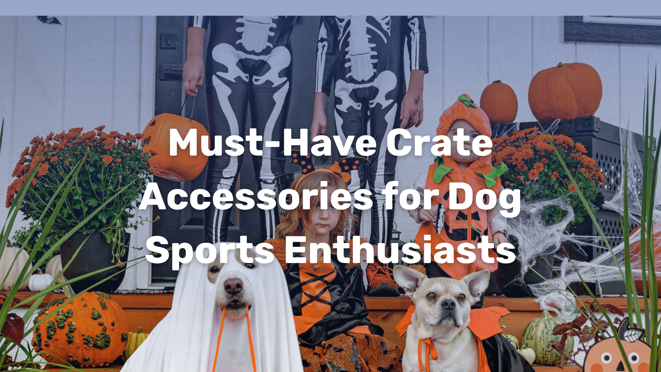 Picture of Must-Have Crate Accessories for Dog Sports Enthusiasts – Impact Dog Crates