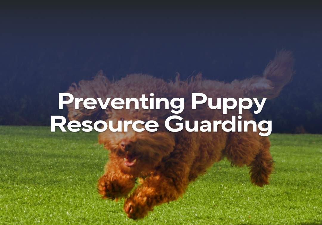 Preventing Puppy Resource Guarding Impact Dog Crates