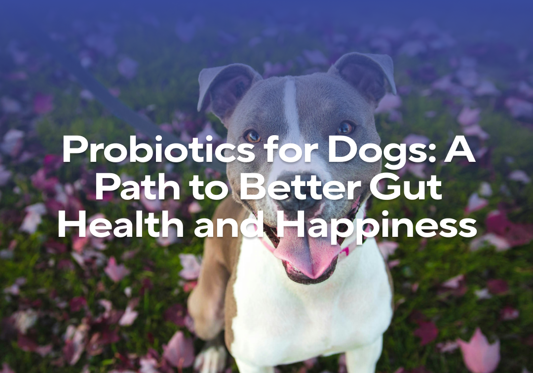 Probiotics for Dogs: A Path to Better Gut Health and Happiness – Impact ...