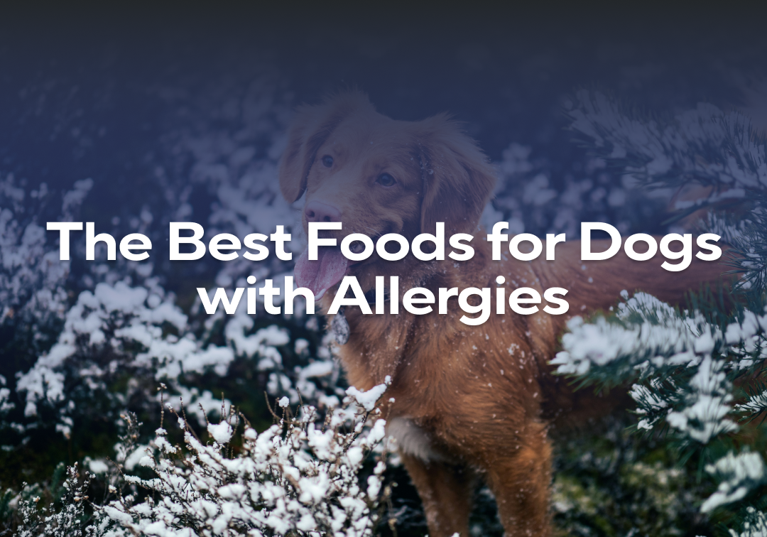 Crate Inserts For Large Dogs With Allergies photo
