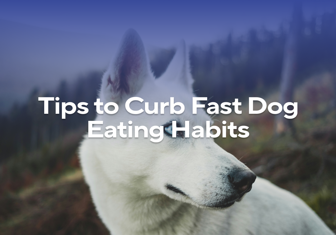 Tricks to Curb Fast Dog Eating Habits – Impact Dog Crates