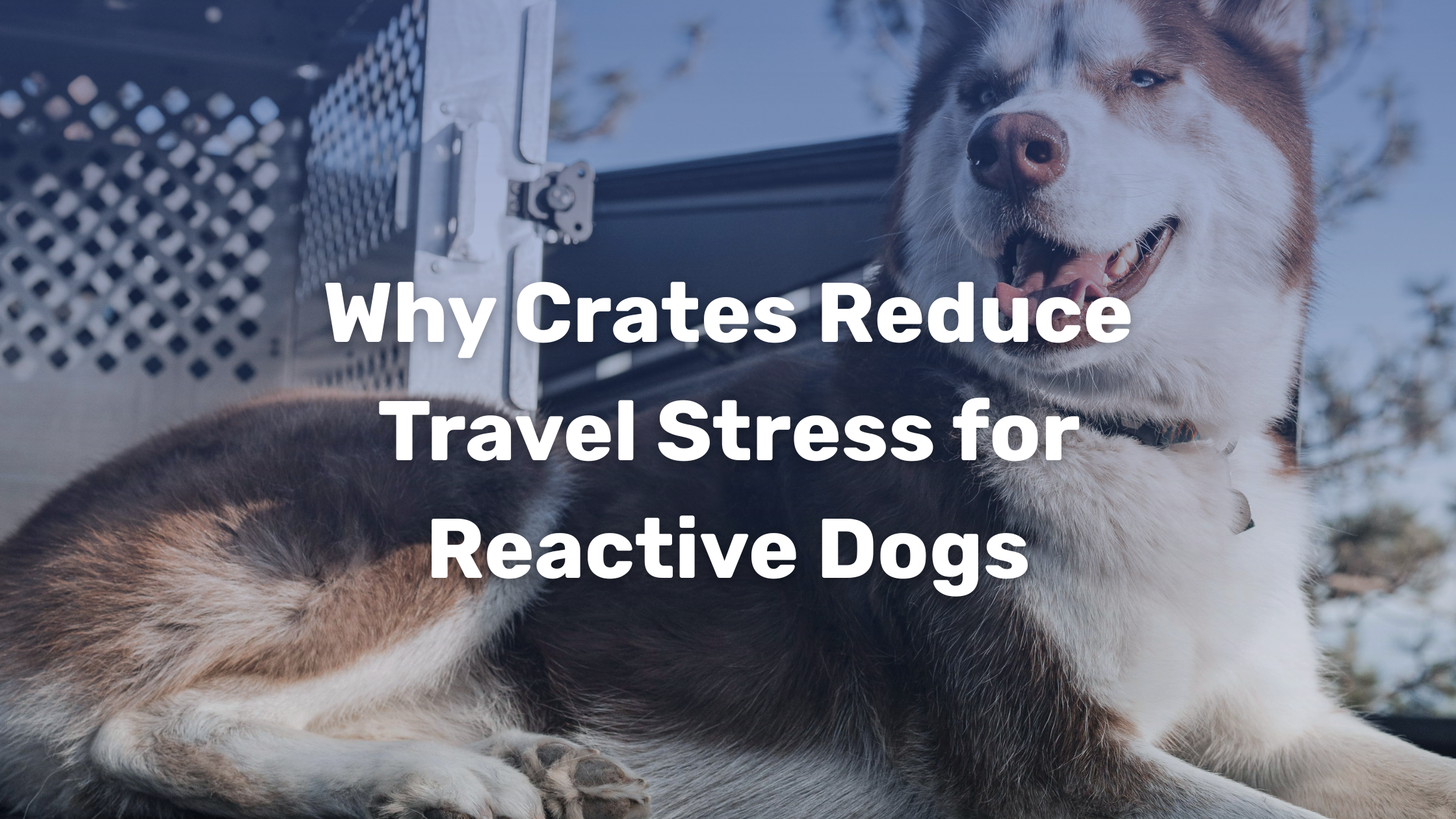 Curated visual reference: Gallery Detail: Why Crates Reduce Travel Stress For Reactive Dogs