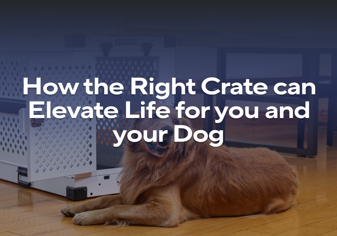 Beautiful view of Level Systematic Upgrades To Dog Crate Dogs Toy Versatility