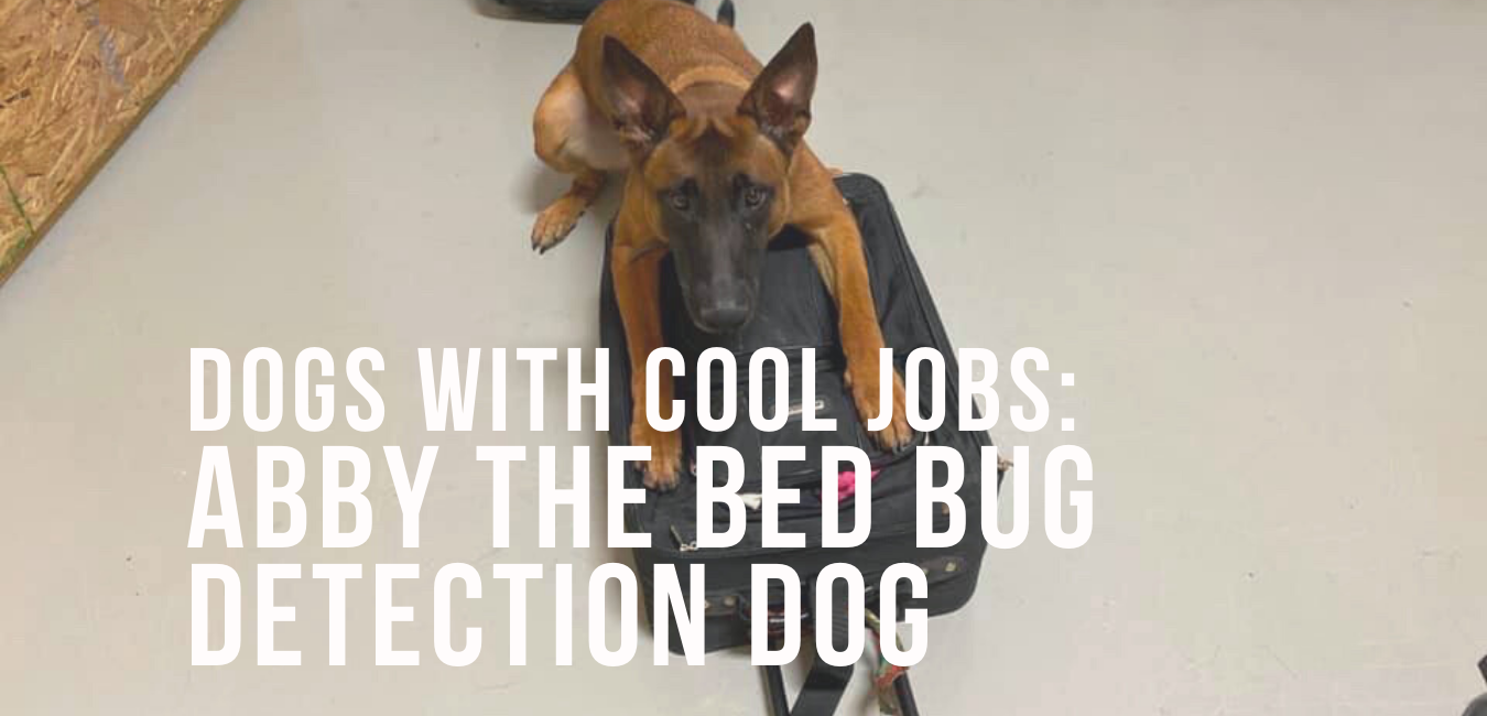 Dogs With Cool Jobs Abby the Bed Bug Detection Dog Impact Dog Crates
