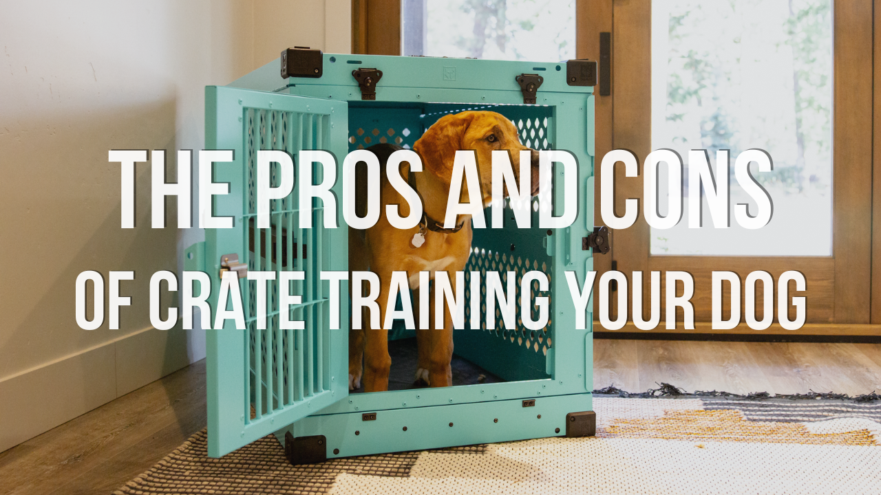 http://www.impactdogcrates.com/cdn/shop/articles/pros_and_cons_of_crate_training_dogs.png?v=1684965692