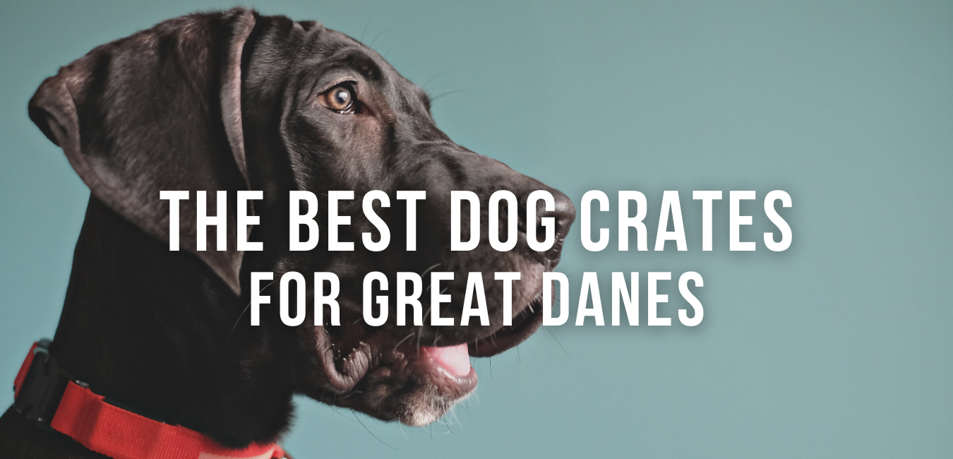 Best Dog Crates For Great Dane  