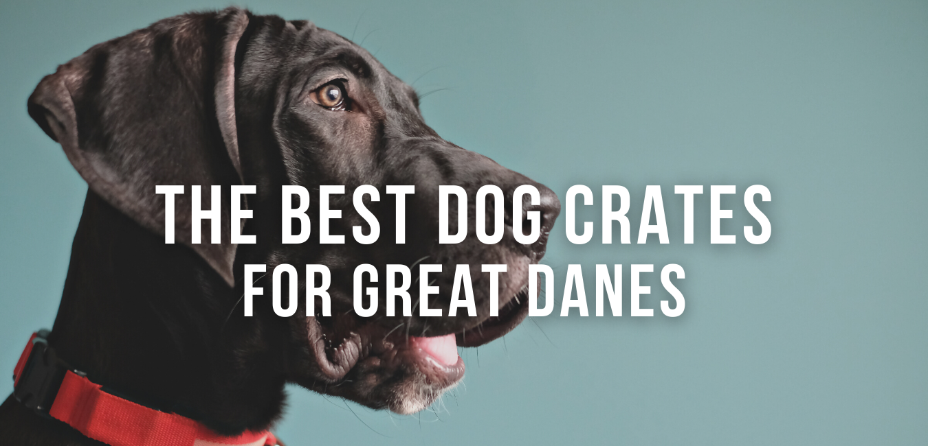 Extra large dog crates for 2024 great danes