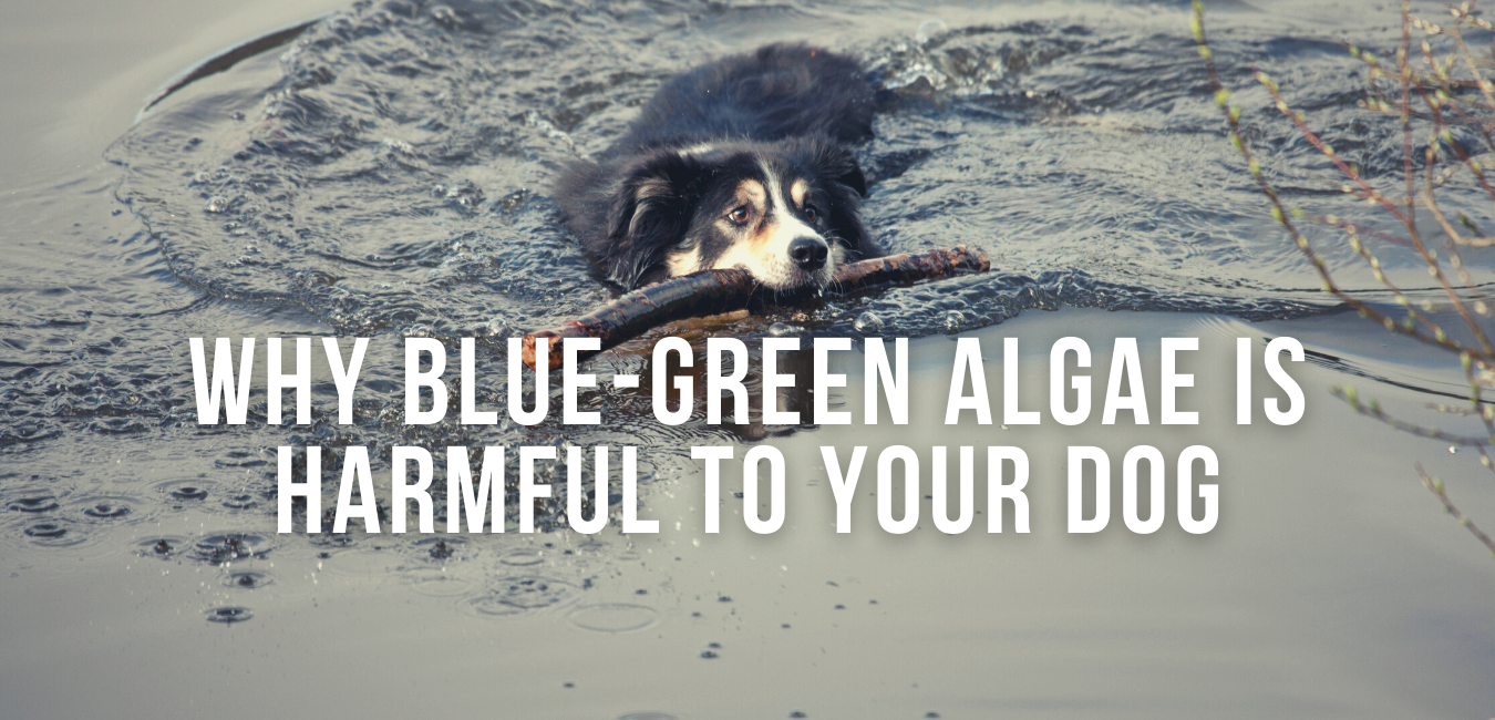 Why Is BlueGreen Algae Dangerous For Your Dog? Impact Dog Crates