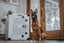 a german shepherd standing proud next to to their white high anxiety dog crate