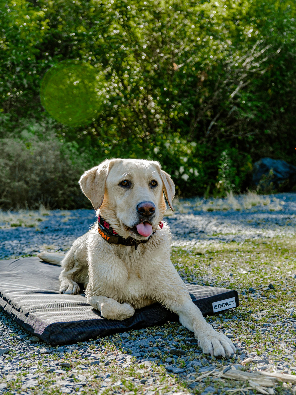 Yellow lab who just got done swimming, sitting on their Impact Vinyl Pad
