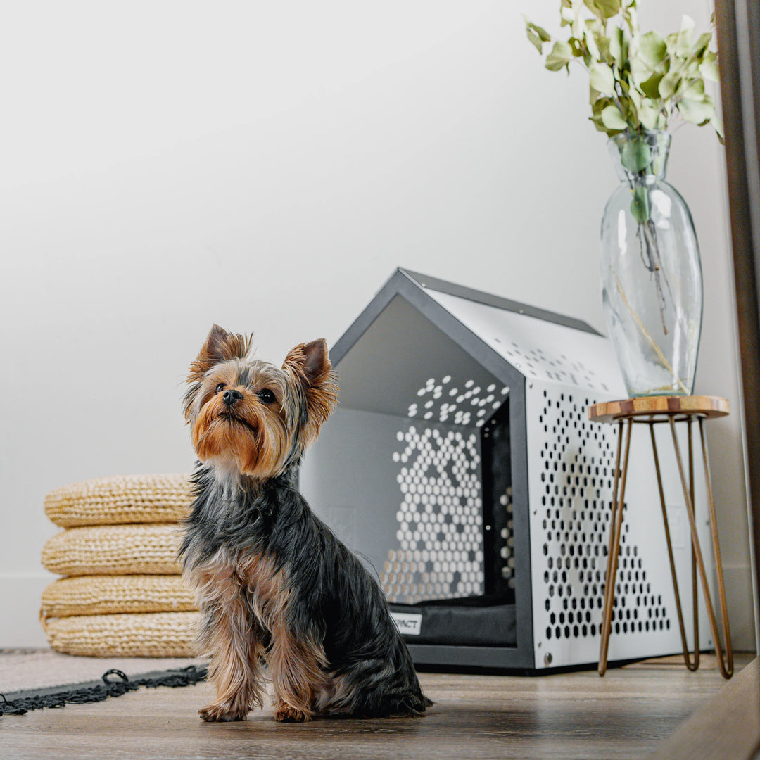 Hermes, the Yorkie standing in front of the new Impact Dog Den