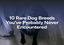 10 Rare Dog Breeds You've Probably Never Encountered