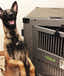 belgian malinois safe in escape proof dog crate