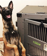 belgian malinois safe in escape proof dog crate