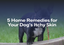 5 Home Remedies for Your Dog's Itchy Skin