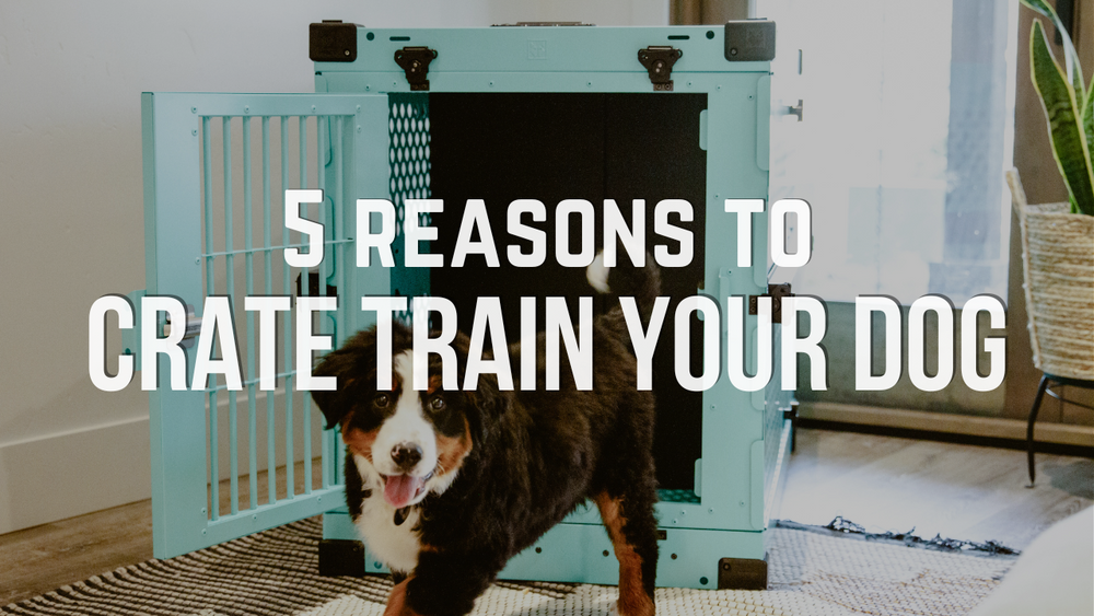 https://www.impactdogcrates.com/cdn/shop/articles/5_Reasons_to_Crate_Train_your_Dog_1000x.png?v=1655837524