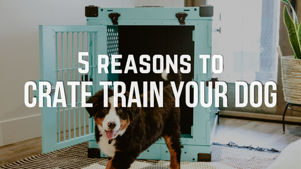 5 Reasons to Crate Train Your Dog