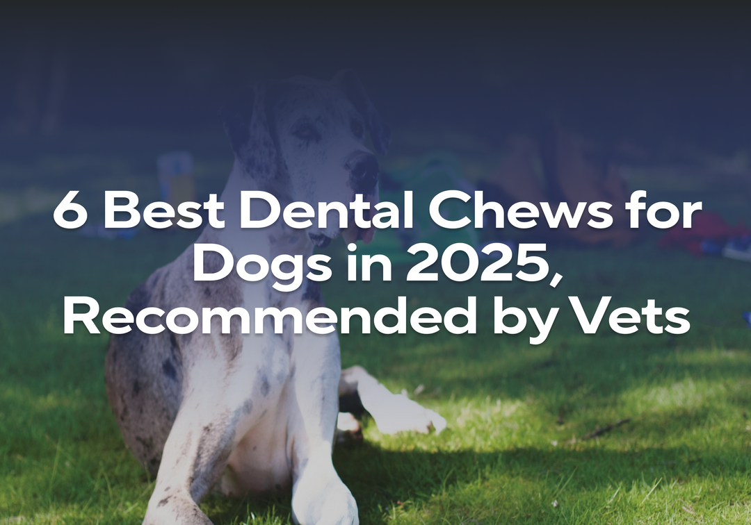 Best Dental Chews for Dogs Vet Recommended: Top Picks for Healthy Teeth