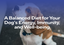 A Balanced Diet for Your Dog's Energy, Immunity, and Well-being