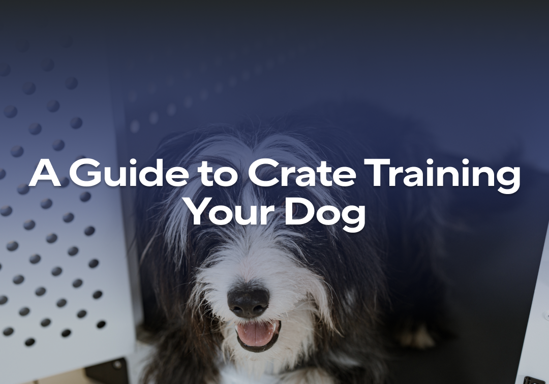 Image showcasing A Guide to Crate Training Your Dog - Impact Dog Crates