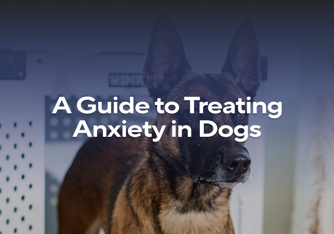 Stunning Impact On Dog'S Health image