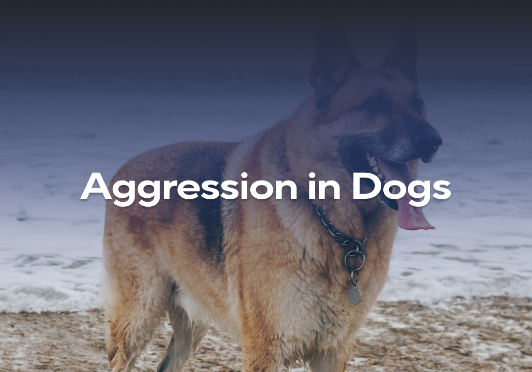 Aggression in Dogs – Impact Dog Crates