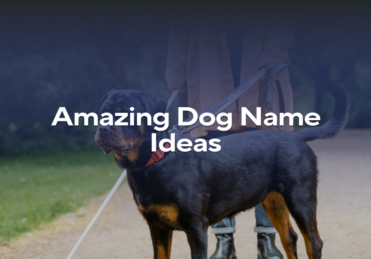 Amazing Dog Name Ideas – Impact Dog Crates