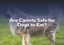 Are Carrots Safe for Dogs to Eat?