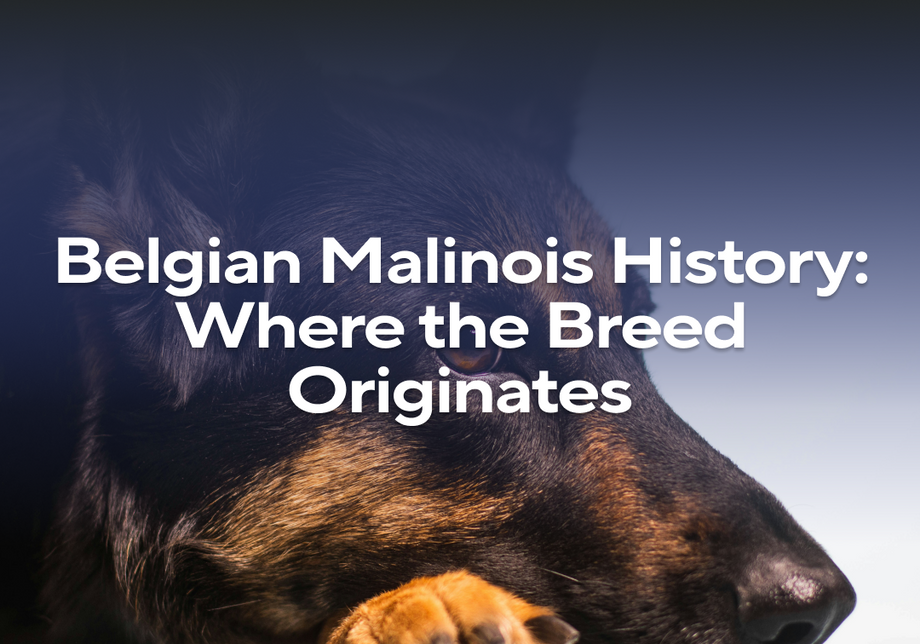 Belgian Malinois History: Where the Breed Originated – Impact Dog Crates