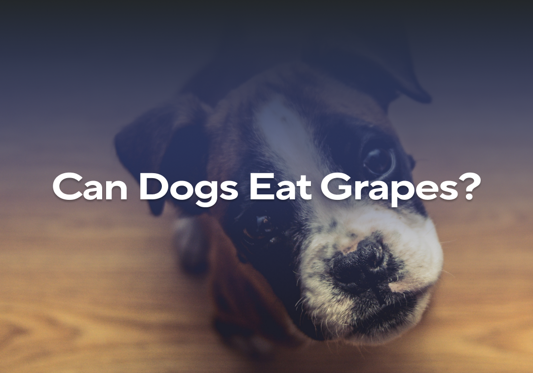 Can Dogs Eat Grapes? – Impact Dog Crates