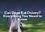 Can Dogs Eat Onions? Everything You Need to Know