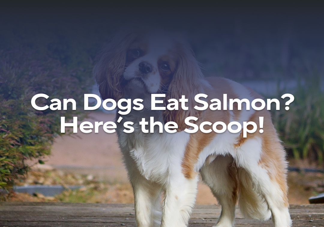Can Dogs Eat Salmon? Here’s the Scoop! – Impact Dog Crates