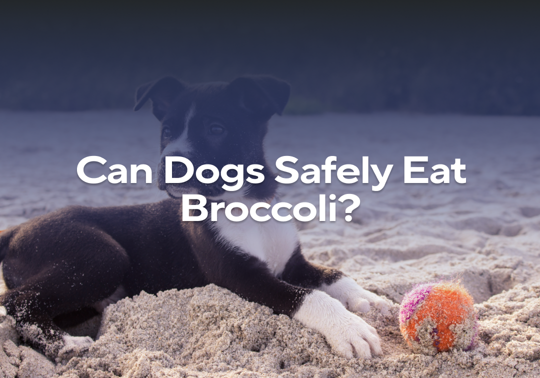 Curated visual reference: Fresh Look at Can Dogs Safely Eat Broccoli