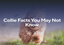 Collie Facts You May Not Know