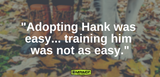 adopting hank was easy training him was not as easy