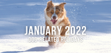 january 2022 dog related holidays puppy aussie running in snow