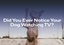 Did You Ever Notice Your Dog Watching TV?